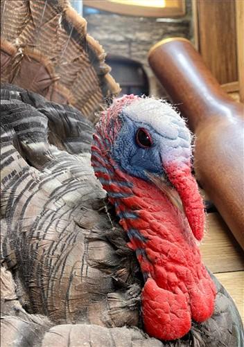 Full Body Wild Turkey Mount, Strutting Tom Turkey Taxidermy on Decorative Base