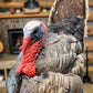 Full Body Wild Turkey Mount, Strutting Tom Turkey Taxidermy on Decorative Base