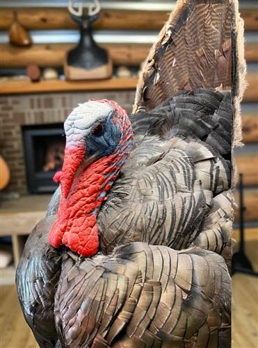 Full Body Wild Turkey Mount, Strutting Tom Turkey Taxidermy on Decorative Base