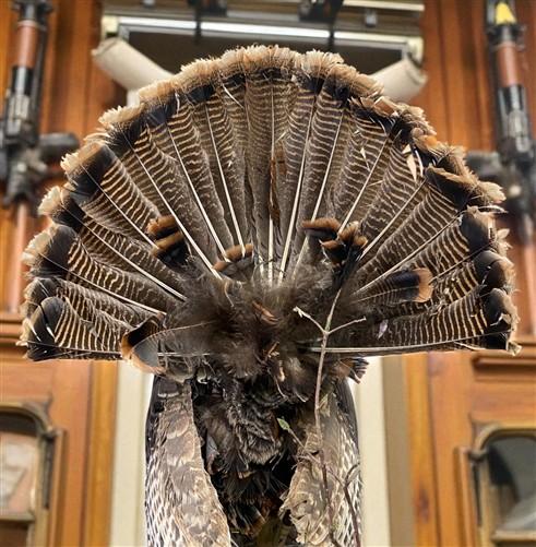 Full Body Wild Turkey Mount, Strutting Tom Turkey Taxidermy on Decorative Base