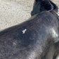 Donkey - Donkey Statue, Mule Sculpture, Life Size Burro, Cast Aluminum by The Old Grainery (aluminum, brown, cast aluminum)