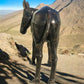 Donkey - Donkey Statue, Mule Sculpture, Life Size Burro, Cast Aluminum by The Old Grainery (aluminum, brown, cast aluminum)