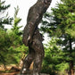 Dinosaur - Big Foot Sasquatch Statue, 93" Life Size Outdoor Yard Art, Cast Aluminum by The Old Grainery (aluminum, Big Foo...