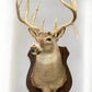 Whitetail Deer Mount - 13 Point Drop Tine Antler, Whitetail Deer, Buck Shoulder Mount, Wall Taxidermy by The Old Grainery...