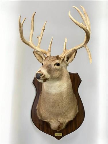 Whitetail Deer Mount - 13 Point Drop Tine Antler, Whitetail Deer, Buck Shoulder Mount, Wall Taxidermy by The Old Grainery...