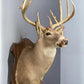 Whitetail Deer Mount - 13 Point Drop Tine Antler, Whitetail Deer, Buck Shoulder Mount, Wall Taxidermy by The Old Grainery...