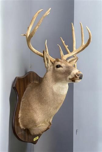 Whitetail Deer Mount - 13 Point Drop Tine Antler, Whitetail Deer, Buck Shoulder Mount, Wall Taxidermy by The Old Grainery...