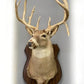 Whitetail Deer Mount - 13 Point Drop Tine Antler, Whitetail Deer, Buck Shoulder Mount, Wall Taxidermy by The Old Grainery...
