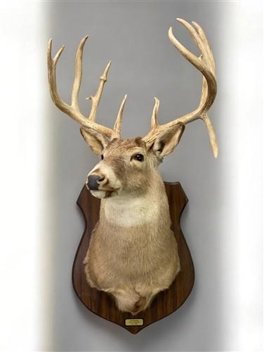 Whitetail Deer Mount - 13 Point Drop Tine Antler, Whitetail Deer, Buck Shoulder Mount, Wall Taxidermy by The Old Grainery...