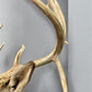 Whitetail Deer Mount - 13 Point Drop Tine Antler, Whitetail Deer, Buck Shoulder Mount, Wall Taxidermy by The Old Grainery...