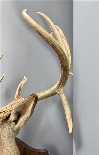 Whitetail Deer Mount - 13 Point Drop Tine Antler, Whitetail Deer, Buck Shoulder Mount, Wall Taxidermy by The Old Grainery...