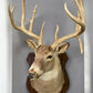 Whitetail Deer Mount - 13 Point Drop Tine Antler, Whitetail Deer, Buck Shoulder Mount, Wall Taxidermy by The Old Grainery...