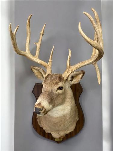 Whitetail Deer Mount - 13 Point Drop Tine Antler, Whitetail Deer, Buck Shoulder Mount, Wall Taxidermy by The Old Grainery...