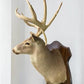 Whitetail Deer Mount - 13 Point Drop Tine Antler, Whitetail Deer, Buck Shoulder Mount, Wall Taxidermy by The Old Grainery...