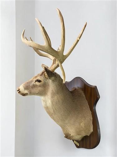 Whitetail Deer Mount - 13 Point Drop Tine Antler, Whitetail Deer, Buck Shoulder Mount, Wall Taxidermy by The Old Grainery...