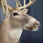 Whitetail Deer Mount - 13 Point Drop Tine Antler, Whitetail Deer, Buck Shoulder Mount, Wall Taxidermy by The Old Grainery...