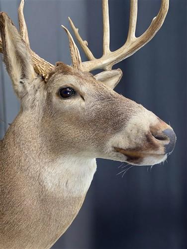 Whitetail Deer Mount - 13 Point Drop Tine Antler, Whitetail Deer, Buck Shoulder Mount, Wall Taxidermy by The Old Grainery...