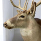Whitetail Deer Mount - 13 Point Drop Tine Antler, Whitetail Deer, Buck Shoulder Mount, Wall Taxidermy by The Old Grainery...