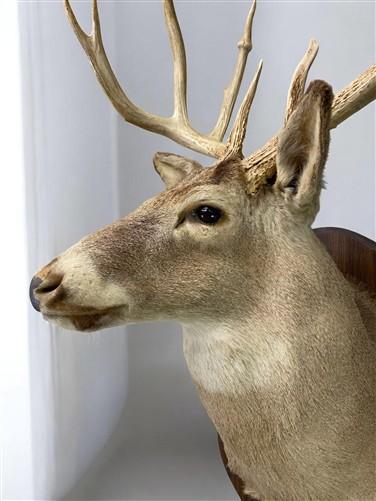 Whitetail Deer Mount - 13 Point Drop Tine Antler, Whitetail Deer, Buck Shoulder Mount, Wall Taxidermy by The Old Grainery...