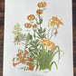 Art & Collectibles > Prints > Lithographs - 4 Maryrose Wampler Signed Prints, 11x14, Daisy Mum, Goldenrod, Camellia, Lilie...