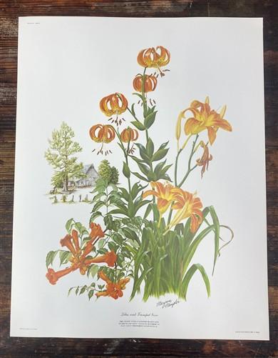 Art & Collectibles > Prints > Lithographs - 4 Maryrose Wampler Signed Prints, 11x14, Daisy Mum, Goldenrod, Camellia, Lilie...