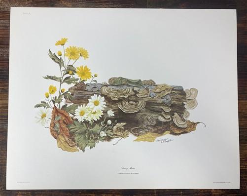 Art & Collectibles > Prints > Lithographs - 4 Maryrose Wampler Signed Prints, 11x14, Daisy Mum, Goldenrod, Camellia, Lilie...