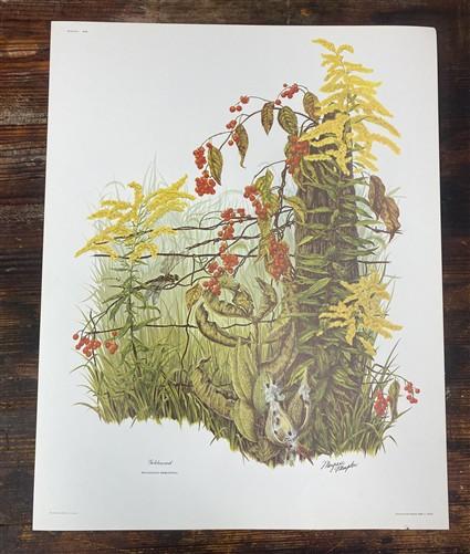 Art & Collectibles > Prints > Lithographs - 4 Maryrose Wampler Signed Prints, 11x14, Daisy Mum, Goldenrod, Camellia, Lilie...