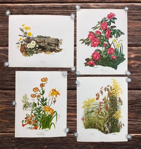 Art & Collectibles > Prints > Lithographs - 4 Maryrose Wampler Signed Prints, 11x14, Daisy Mum, Goldenrod, Camellia, Lilie...