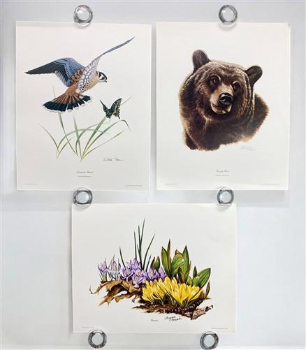 Art & Collectibles > Prints > Lithographs - 3 Art Prints (8x10) Grizzly Bear, American Kestrel, Crocus, Signed Prints by T...