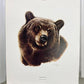 Art & Collectibles > Prints > Lithographs - 3 Art Prints (8x10) Grizzly Bear, American Kestrel, Crocus, Signed Prints by T...