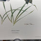 Art & Collectibles > Prints > Lithographs - 3 Art Prints (8x10) Grizzly Bear, American Kestrel, Crocus, Signed Prints by T...