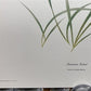 Art & Collectibles > Prints > Lithographs - 3 Art Prints (8x10) Grizzly Bear, American Kestrel, Crocus, Signed Prints by T...