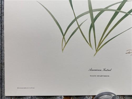 Art & Collectibles > Prints > Lithographs - 3 Art Prints (8x10) Grizzly Bear, American Kestrel, Crocus, Signed Prints by T...