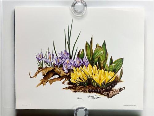 Art & Collectibles > Prints > Lithographs - 3 Art Prints (8x10) Grizzly Bear, American Kestrel, Crocus, Signed Prints by T...