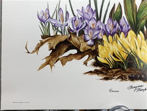 Art & Collectibles > Prints > Lithographs - 3 Art Prints (8x10) Grizzly Bear, American Kestrel, Crocus, Signed Prints by T...