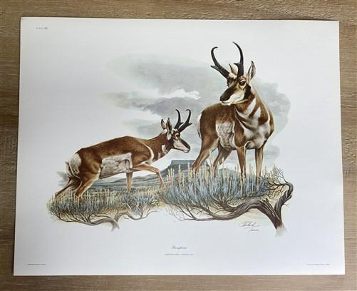 Art & Collectibles > Prints > Lithographs - 7 Richard Timm Wildlife Signed Prints, 11x14, Bear Deer Buffalo Fox, Cabin Déc...
