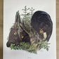 Art & Collectibles > Prints > Lithographs - 7 Richard Timm Wildlife Signed Prints, 11x14, Bear Deer Buffalo Fox, Cabin Déc...