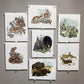 Art & Collectibles > Prints > Lithographs - 7 Richard Timm Wildlife Signed Prints, 11x14, Bear Deer Buffalo Fox, Cabin Déc...