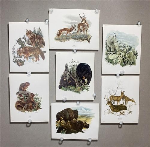 Art & Collectibles > Prints > Lithographs - 7 Richard Timm Wildlife Signed Prints, 11x14, Bear Deer Buffalo Fox, Cabin Déc...