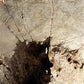 Rustic Carved Wood Planter, Wood Stump, Round Wooden Flower Pot, Natural Wood O
