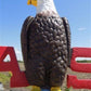 Case Implement Eagle Emblem, Painted Cast Iron Advertising Sign, Farm Machine