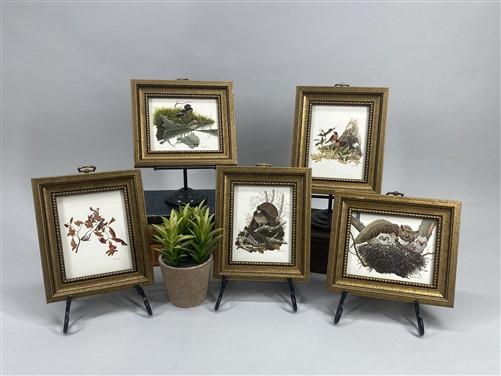 Set 5 Framed Bird Prints, Richard Sloan, Wildlife Nature Wall Art (4x5) Decor, B
