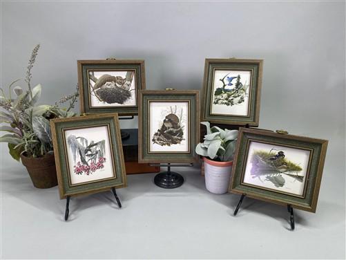 Set 5 Framed Bird Prints, Richard Sloan, Wildlife Nature Wall Art (4x5) Decor, C