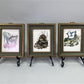 Set 5 Framed Bird Prints, Richard Sloan, Wildlife Nature Wall Art (4x5) Decor, C