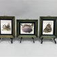 Set 5 Framed Bird Prints, Richard Sloan, Wildlife Nature Wall Art (4x5) Decor, D