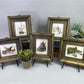 Set 5 Framed Bird Prints, Richard Sloan, Wildlife Nature Wall Art (4x5) Decor, E