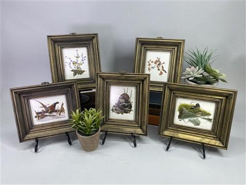 Set 5 Framed Bird Prints, Richard Sloan, Wildlife Nature Wall Art (4x5) Decor, E