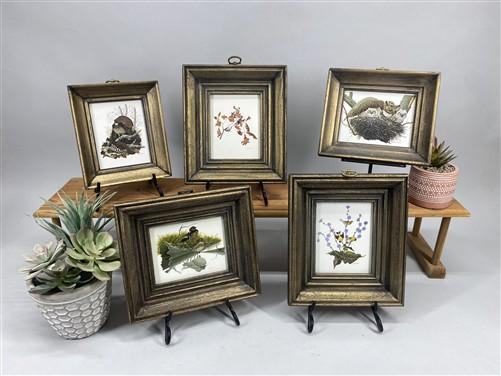 Set 5 Framed Bird Prints, Richard Sloan, Wildlife Nature Wall Art (4x5) Decor, H