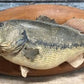 Mounted Largemouth Bass, Taxidermy Fish, Vintage Sport Game Fishing Trophy