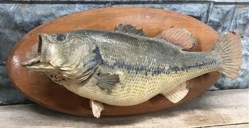 Mounted Largemouth Bass, Taxidermy Fish, Vintage Sport Game Fishing Trophy